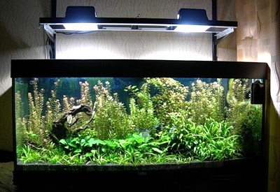 Osveshchenie akvariuma nezavisimoe